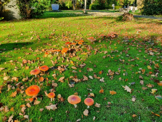 Eine Pilzkultur in nassem Rasen