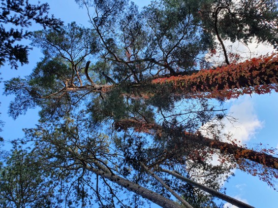 30 Meter hohe Bäume 