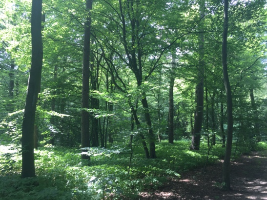 Grünes geht es kaum, pure Entspannung vom Großstadtstress.