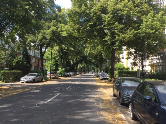 Ohne Autos auf der Straße wirkt die Sierichstraße fast wie eine Allee ohne Ende.