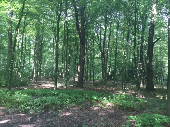 Etwas dichter könnte es bewachsen sein, aber so ist das nun mal mit künstlichen angelegten Wäldern.