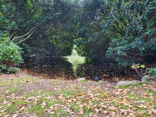 Kleiner Teich auf dem Friedhofsgelände