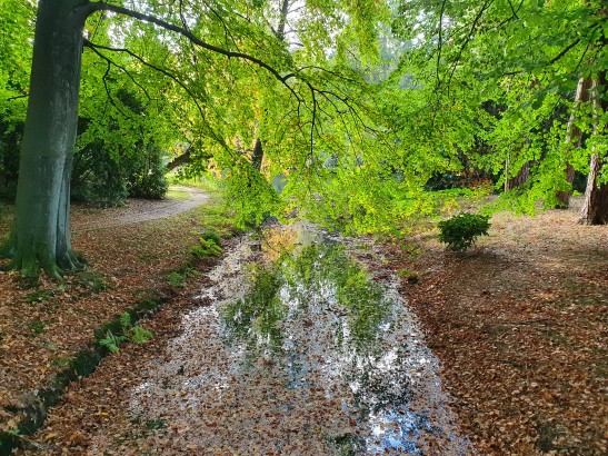 Waldeindrücke auf dem Friedhofsgelände
