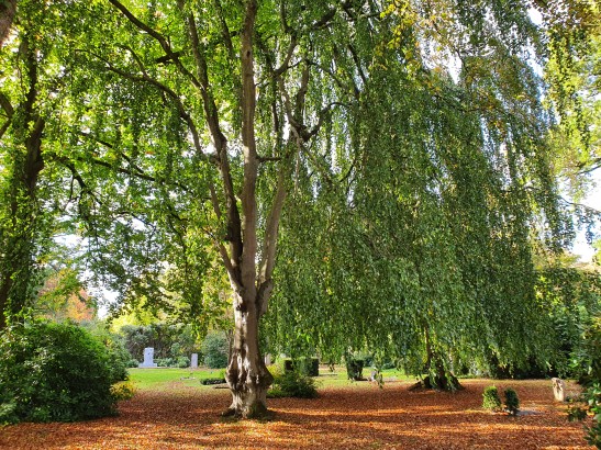 Waldeindrücke auf dem Friedhofsgelände